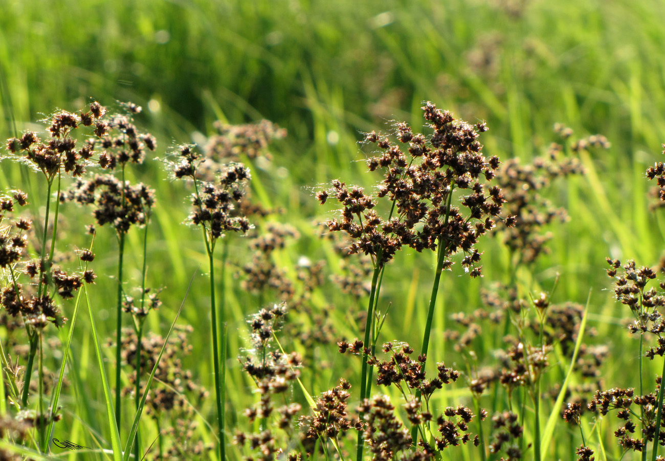 Изображение особи Juncus atratus.