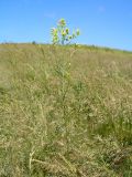 Sisymbrium polymorphum