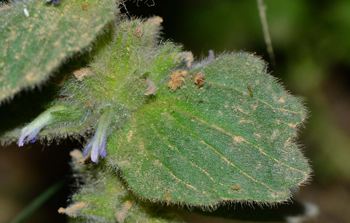 Image of Ajuga orientalis specimen.