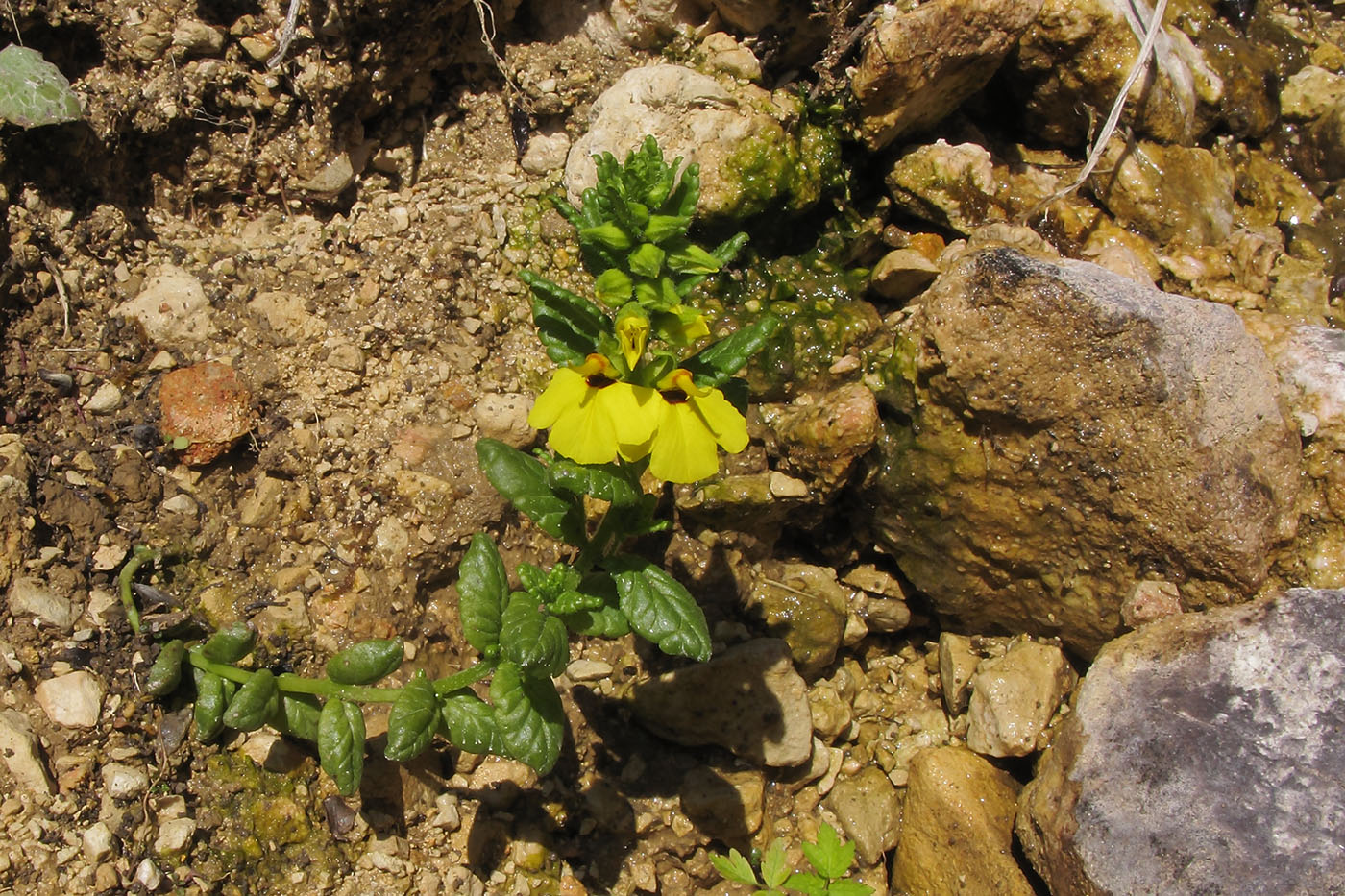 Изображение особи Rhynchocorys stricta.