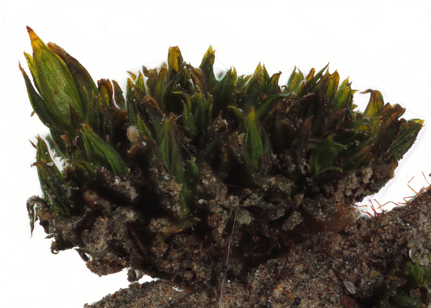 Image of Orthotrichum diaphanum specimen.