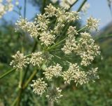 Chaerophyllum prescottii