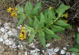 Senecio pseudoarnica. Цветущие растения. Приморье, Владивосток, микрор-н Седанка, побережье Амурского залива, каменистый пляж. 04.08.2015.