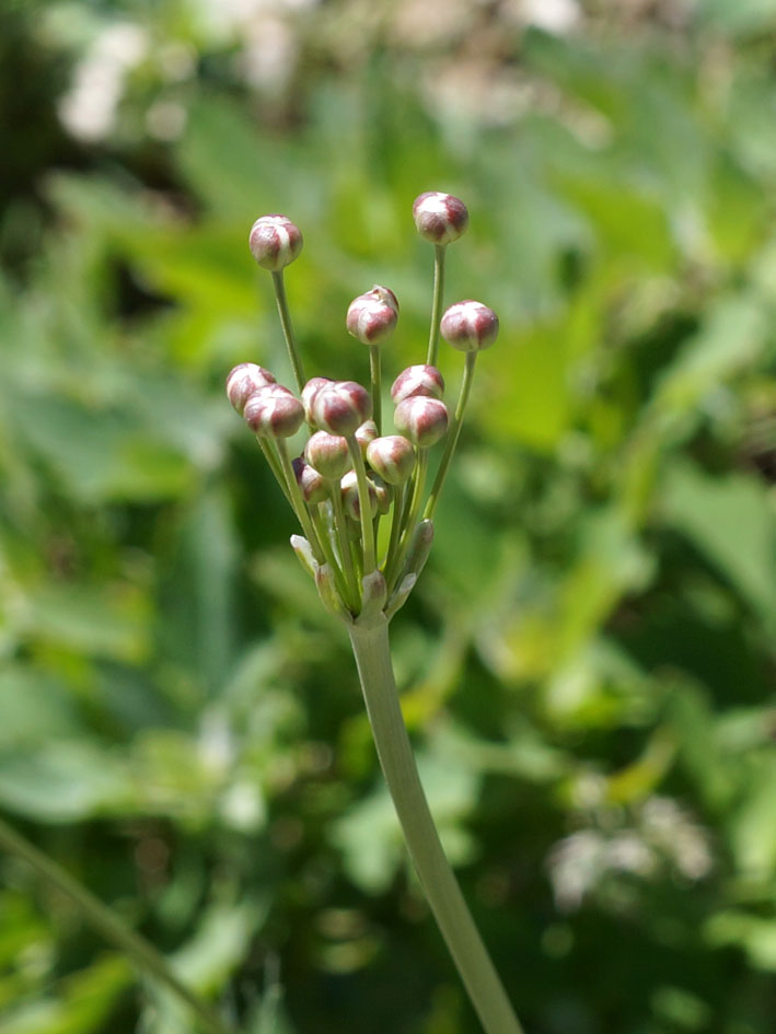 Image of Hyalolaena bupleuroides specimen.