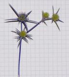 Eryngium creticum