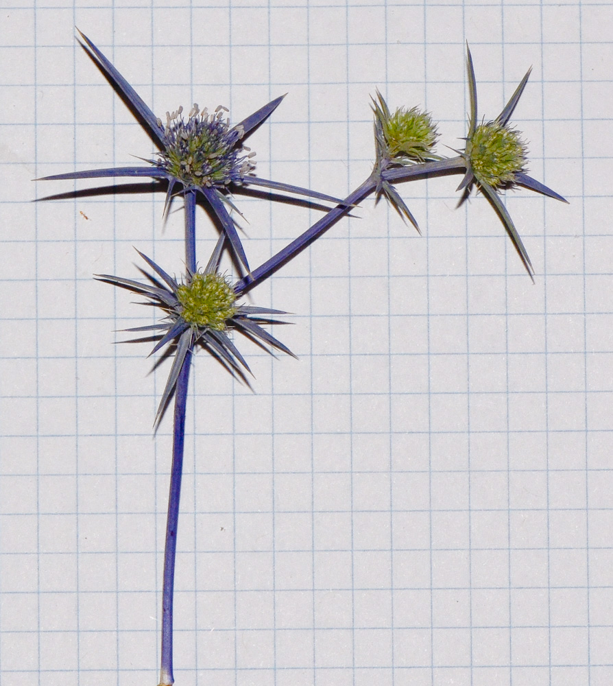 Image of Eryngium creticum specimen.