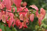 Euonymus verrucosus. Ветвь со зрелыми плодами и листьями в осенней окраске. Калужская обл., ст. Думиничи. 19.08.2009.