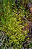 Saxifraga cymbalaria. Цветущие растения. Карачаево-Черкесия, окр. пос. Архыз, хр. Абишира-Ахуба, ≈ 1600 м н.у.м., опушка смешанного леса, берег ручья. 17.06.2015.