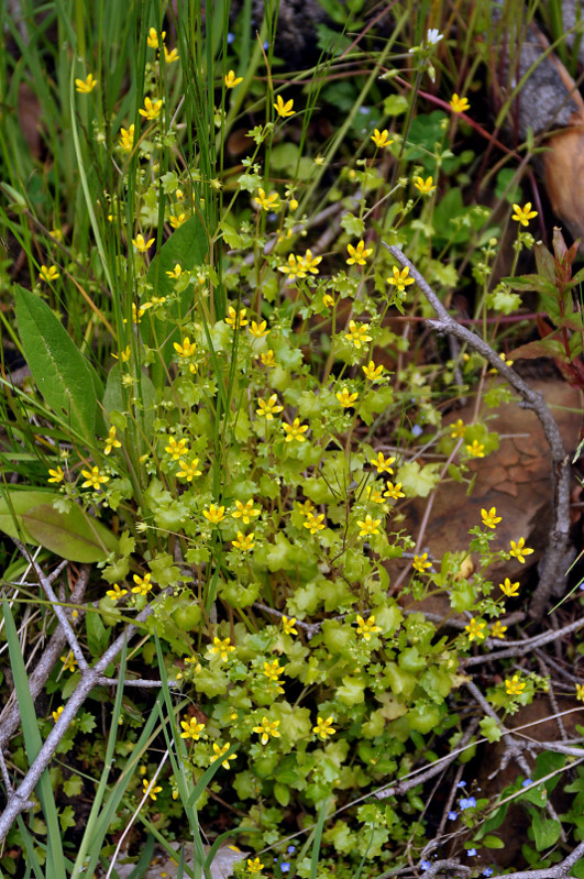 Изображение особи Saxifraga cymbalaria.