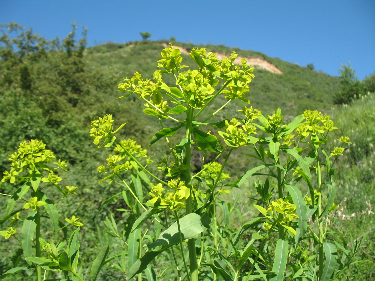 Image of Euphorbia lamprocarpa specimen.