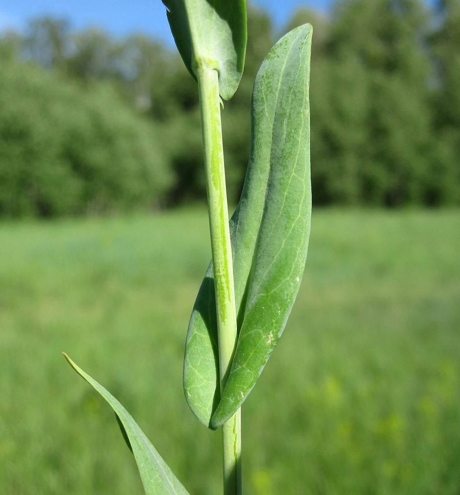 Изображение особи Turritis glabra.