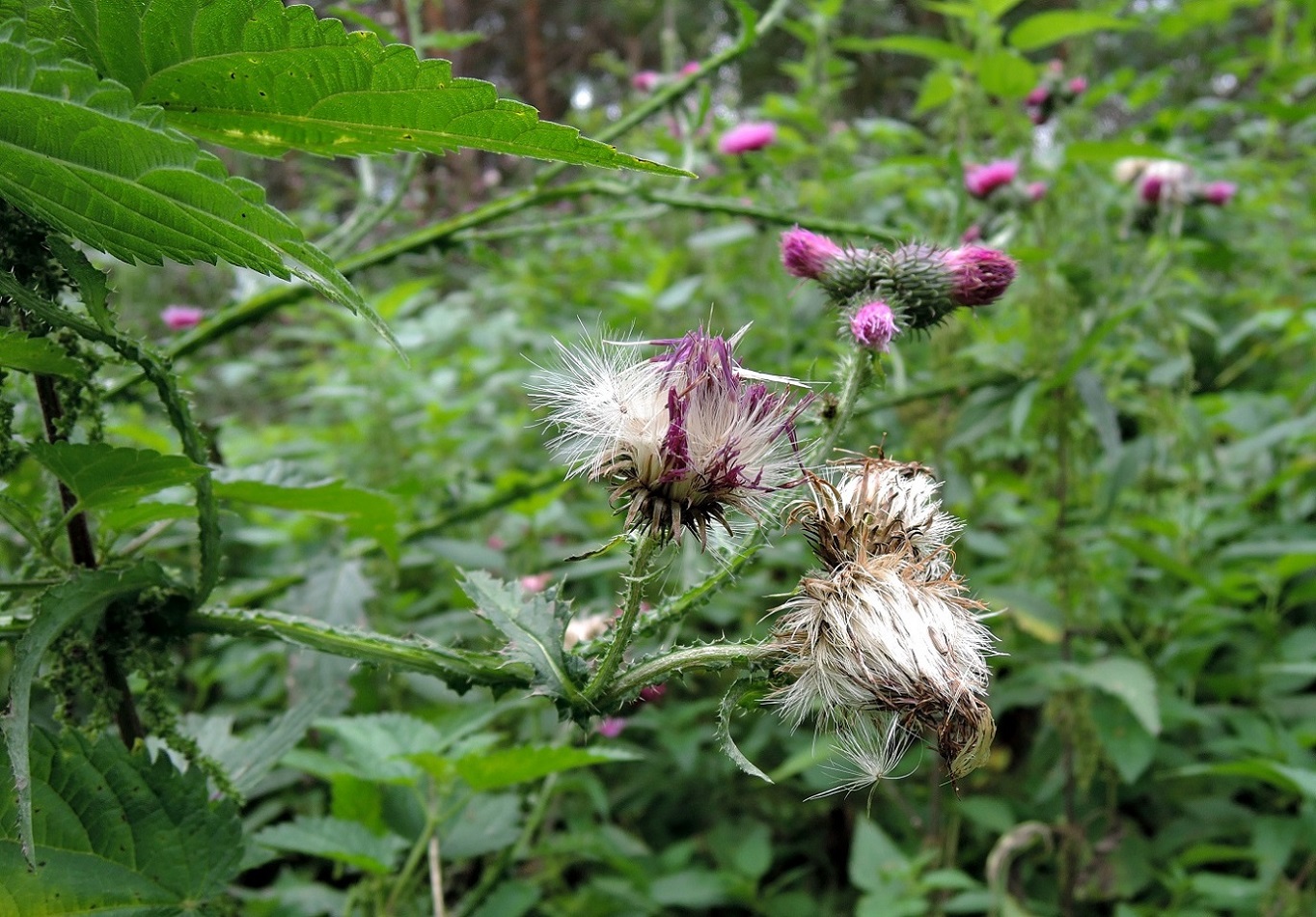 Изображение особи Carduus crispus.