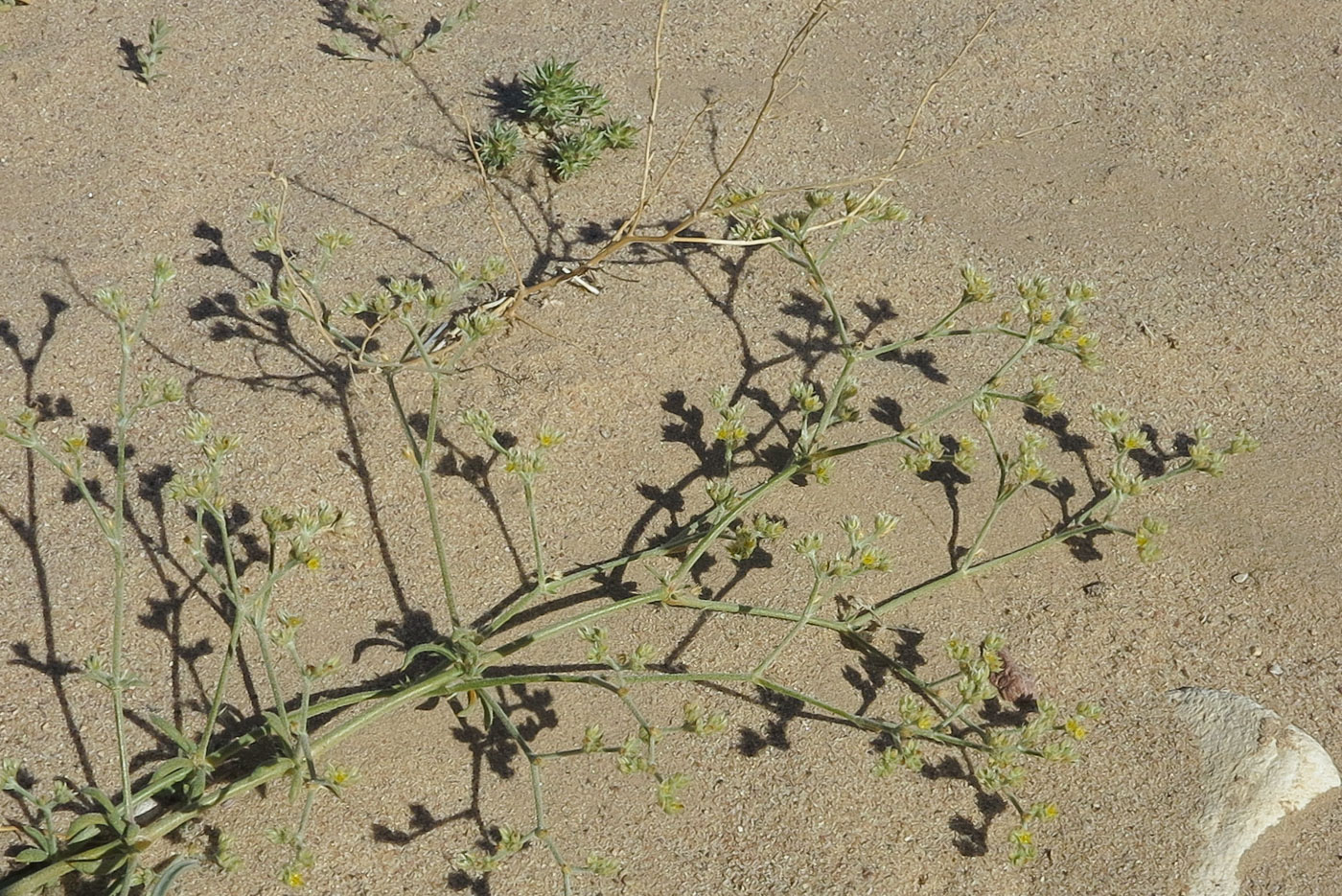 Изображение особи Polycarpaea repens.