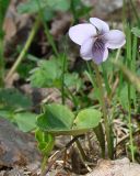 Viola palustris