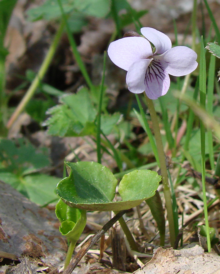 Изображение особи Viola palustris.