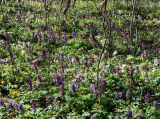 Corydalis cava. Аспект цветущих растений в кленово-грабовом лесу (формы с фиолетовыми и белыми цветками). Украина, Киев, заказник \"Лесники\". 8 апреля 2007 г.