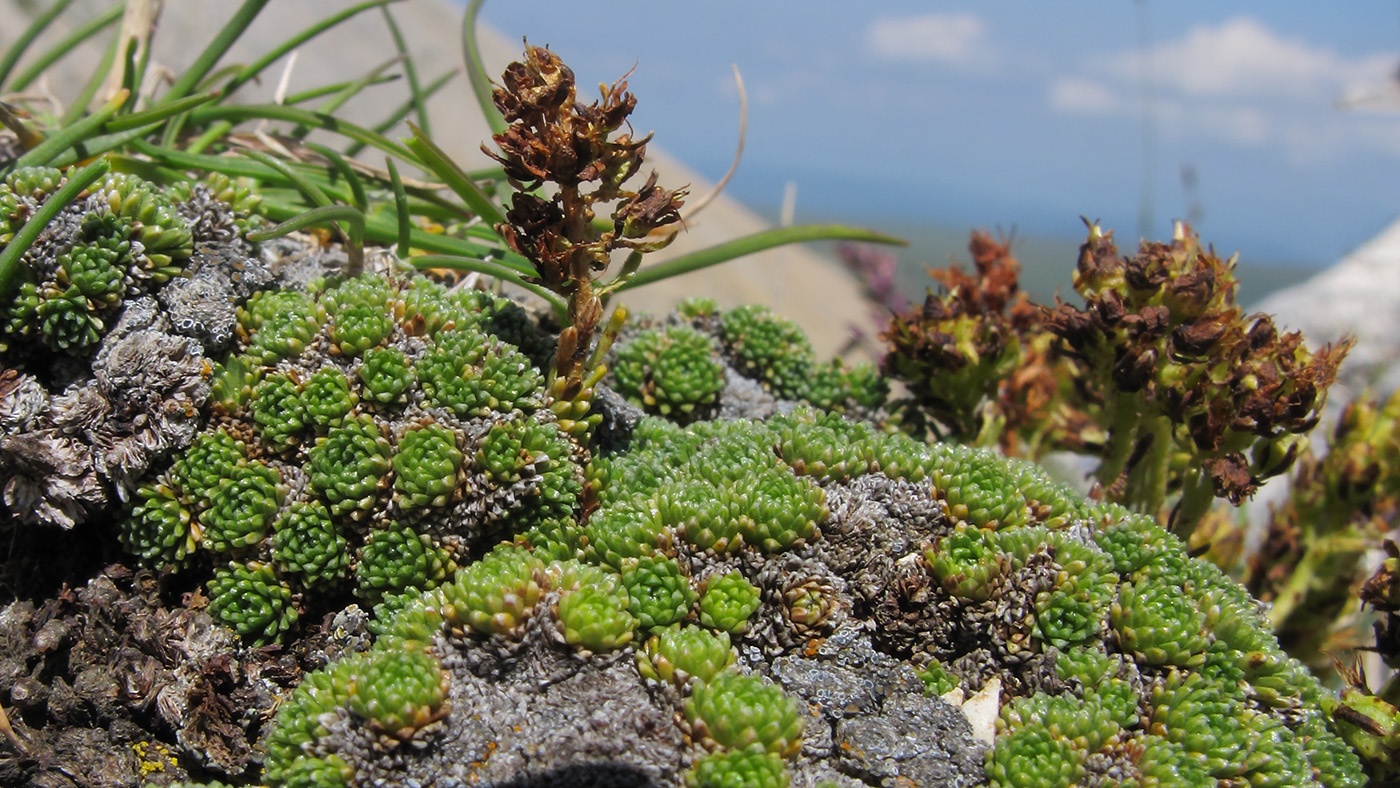 Изображение особи Saxifraga unifoveolata.