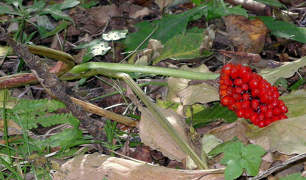 Image of Arisaema robustum specimen.