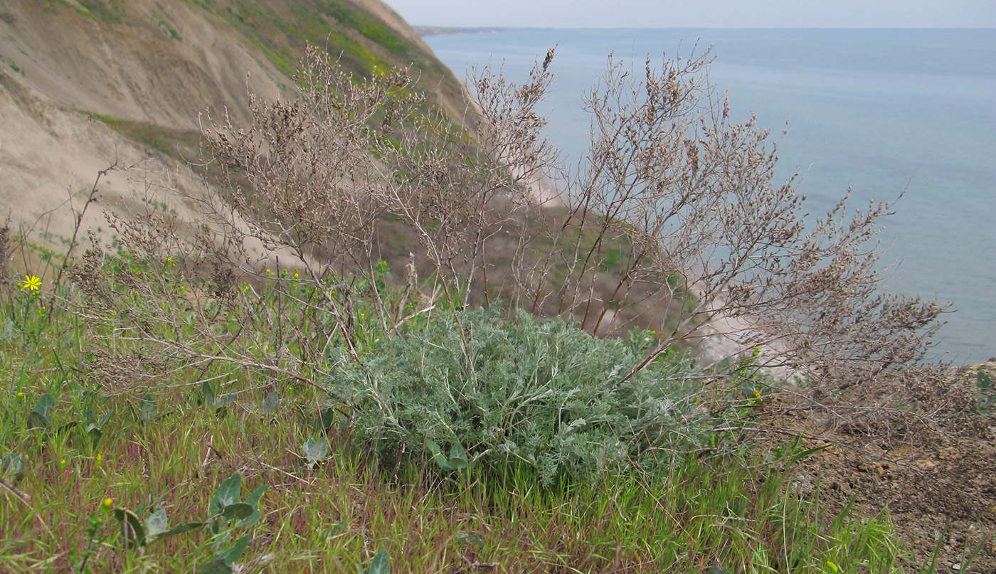 Image of genus Artemisia specimen.