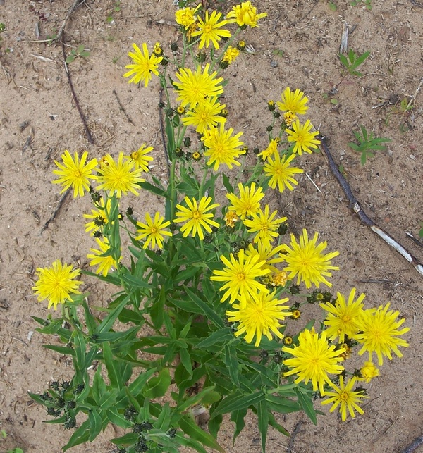 Изображение особи Hieracium umbellatum.