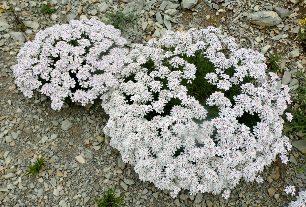 Изображение особи Iberis simplex.