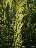 Rumex crispus. Плодоносящие растения. Санкт-Петербург, окр. Пискарёвского парка. 05.07.2009.