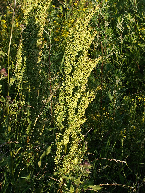 Изображение особи Rumex crispus.