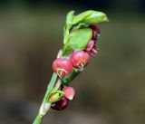 Vaccinium myrtillus