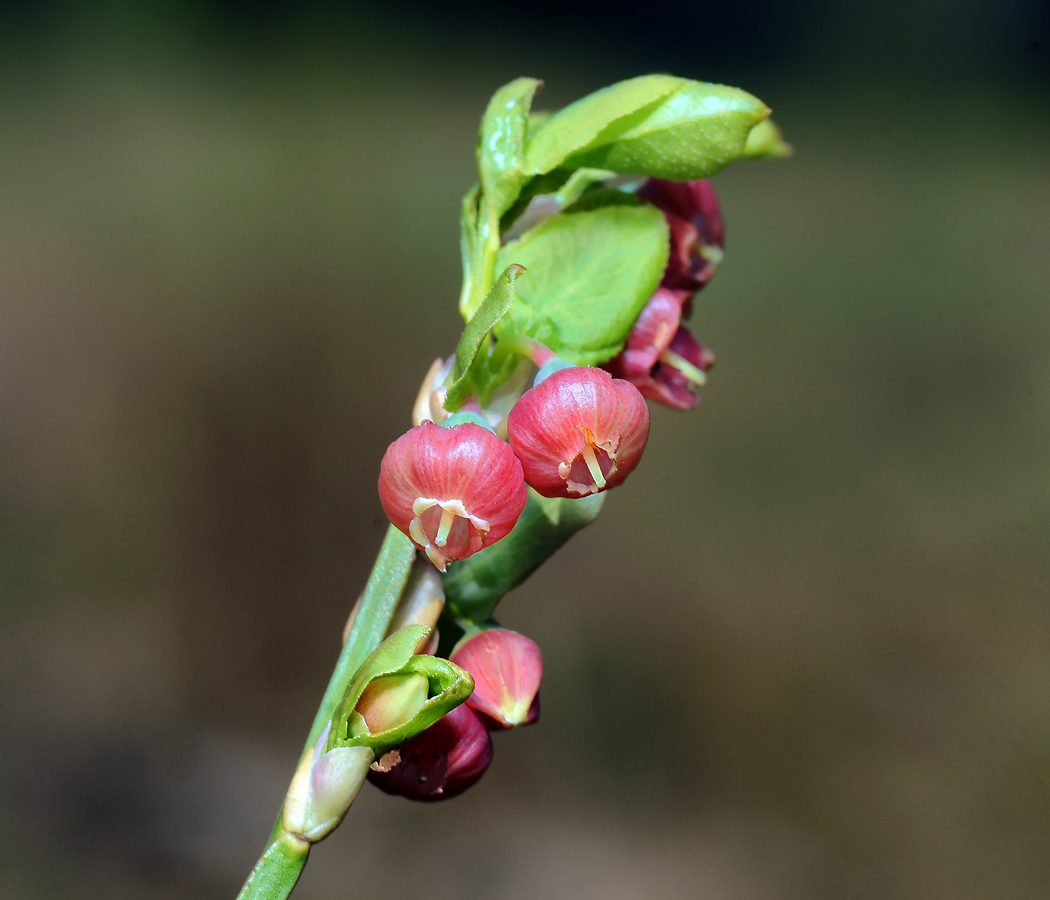 Изображение особи Vaccinium myrtillus.