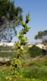 Rhamnus lycioides