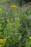 Tanacetum vulgare. Цветущее растение. Самарская обл., Волжский р-н, Жигулёвские горы, Ширяевский овраг. 18.07.2006.