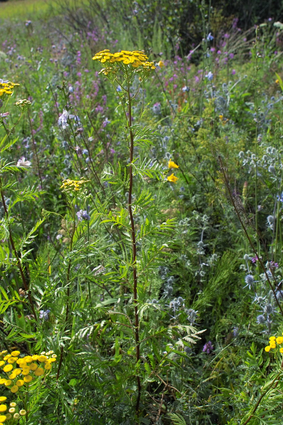 Image of Tanacetum vulgare specimen.