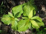 Trillium cuneatum