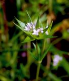 Sherardia arvensis