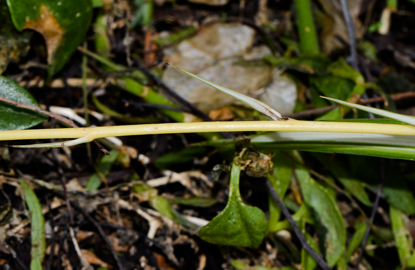 Image of Chlorophytum comosum specimen.