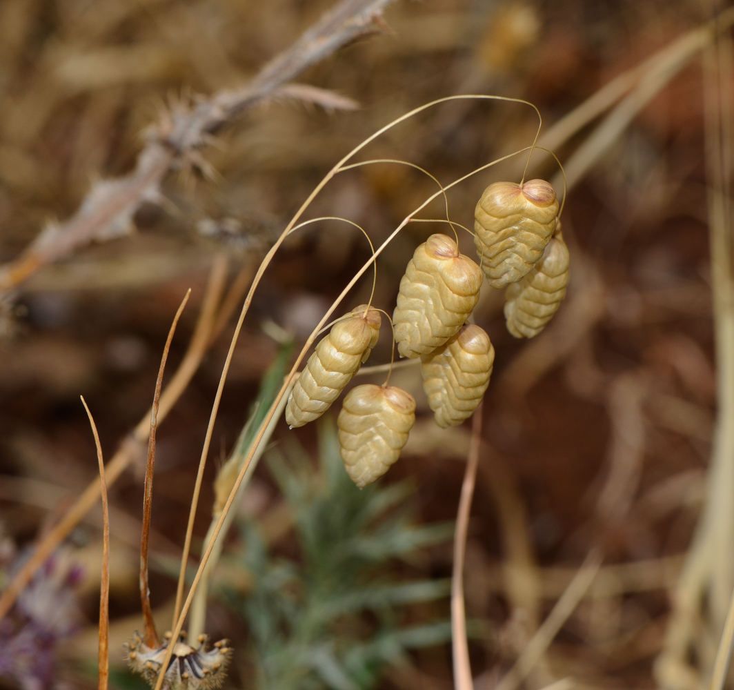 Image of Briza maxima specimen.