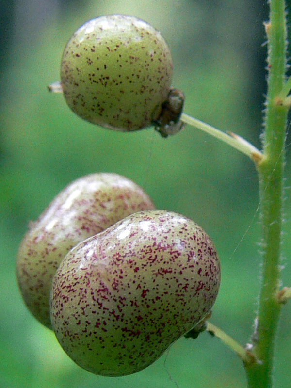 Image of Maianthemum bifolium specimen.