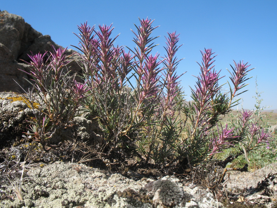 Image of Rhaphidophyton regelii specimen.