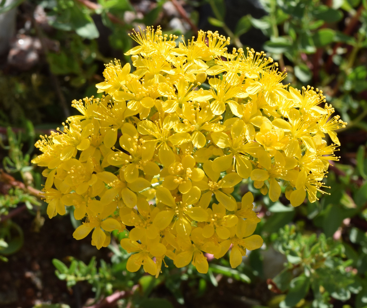 Изображение особи Hypericum scabrum.