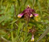 Melampyrum cristatum