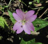 Epilobium algidum