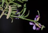 Matthiola variety bolleana