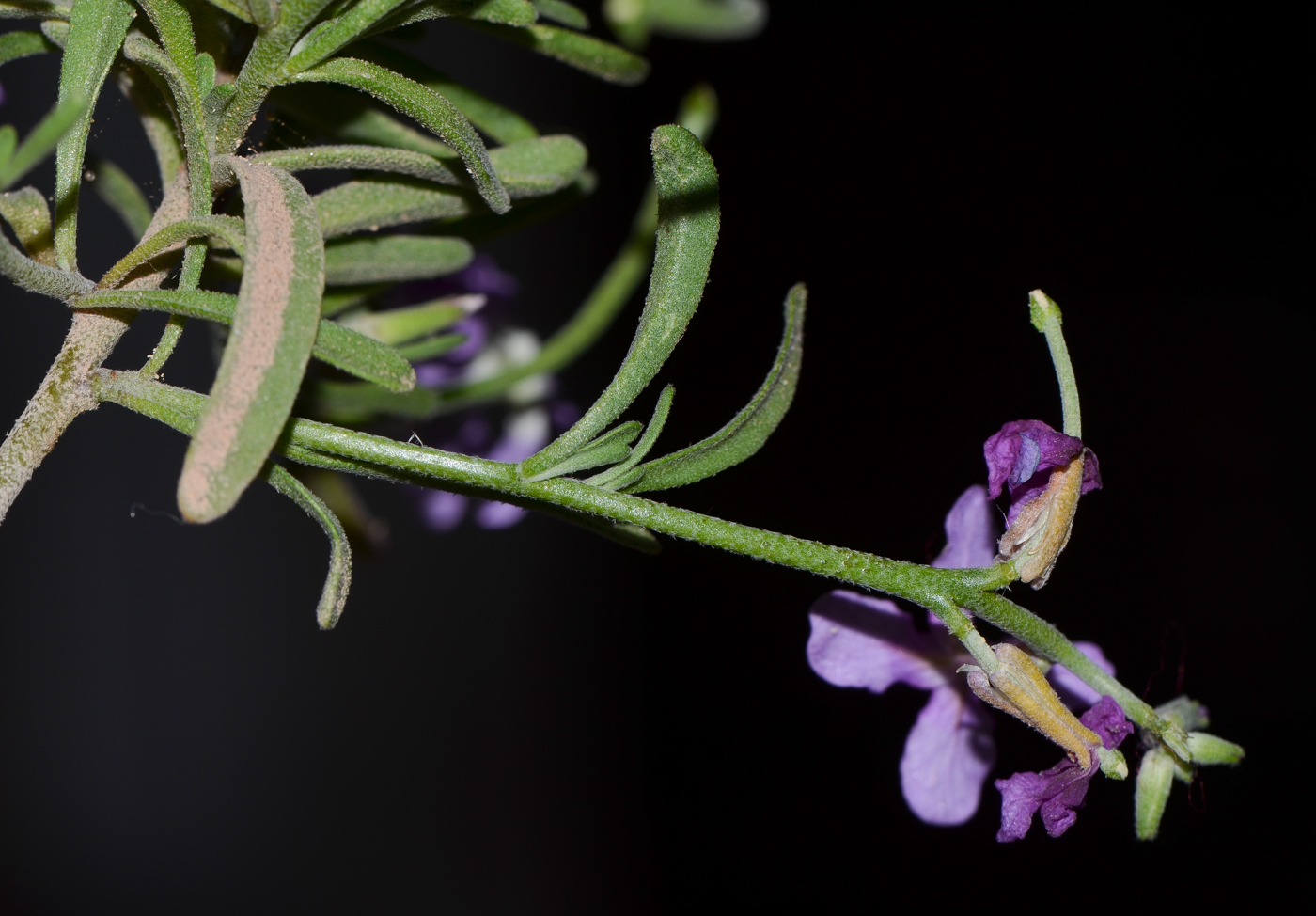 Image of Matthiola fruticulosa var. bolleana specimen.