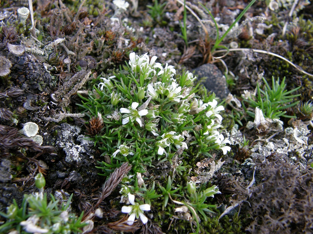 Image of Minuartia biflora specimen.