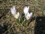 Crocus reticulatus