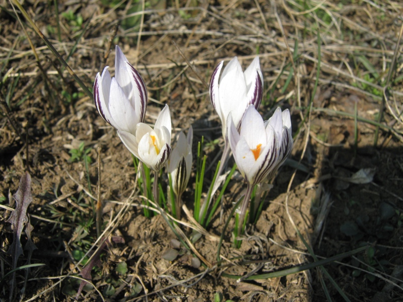 Изображение особи Crocus reticulatus.