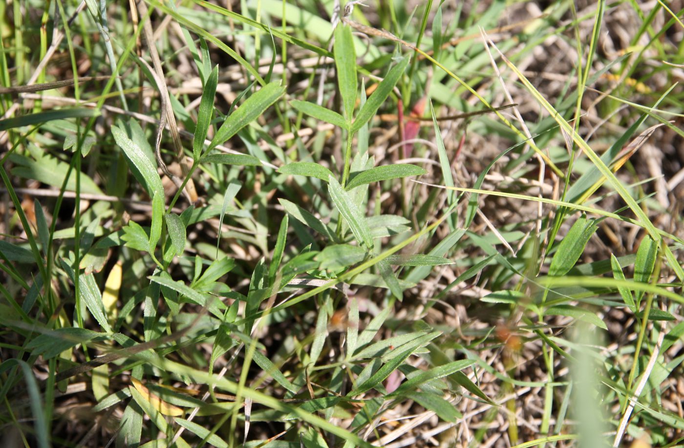 Изображение особи Potentilla bifurca.