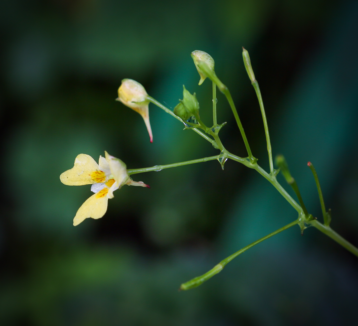 Image of Impatiens parviflora specimen.