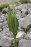 Valeriana alpestris