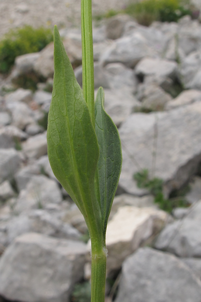 Изображение особи Valeriana alpestris.